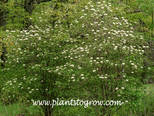 Wayfaring Viburnum (Viburnum lantana) 
A couple of escaped plants growing at the edge of the conservancy.